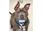 Adopt MAXWELL a Pit Bull Terrier, Mixed Breed