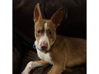 Adopt Radar a Shepherd, Basenji