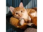 Adopt Mandarin a Tabby, Domestic Short Hair