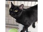 Adopt Forrest Griffin a Domestic Short Hair