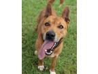 Adopt SULLY a German Shepherd Dog, Mixed Breed