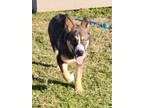 Adopt Rocket Raccoon a Alaskan Malamute, German Shepherd Dog