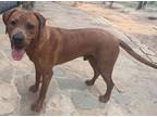 Adopt LeRoy a Rhodesian Ridgeback, Rottweiler