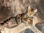 ADOPTED Gorgeous Brown Bengal Kitten