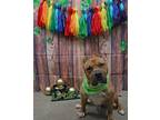 Adopt Burrito a American Staffordshire Terrier, Pit Bull Terrier