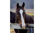 Adopt Guinness a Thoroughbred