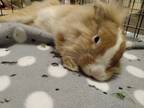 Adopt Seiji a Lionhead, Dutch