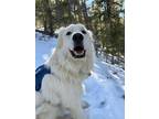 Adopt Zero aka Indy a Great Pyrenees