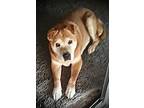 Adopt Teddy a Shiba Inu