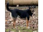 Adopt Brodie a Australian Shepherd, Australian Kelpie