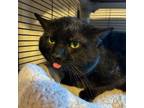 Adopt Captain Underpants a Domestic Short Hair