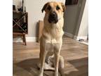 Adopt Champ a Anatolian Shepherd