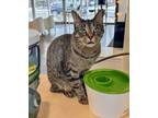 Adopt SanRon a Domestic Short Hair, Tabby