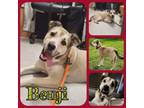 Adopt Benji a Labrador Retriever, Husky