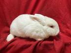 Adopt Xylem a Bunny Rabbit