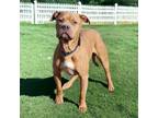 Adopt Root Beer a American Staffordshire Terrier