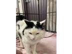 Adopt Patches a Turkish Van