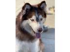 Adopt Ruben a Alaskan Malamute, Husky