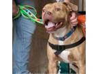 Adopt Dime a Pit Bull Terrier, Mixed Breed