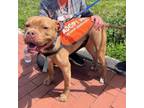 Adopt Dime a Pit Bull Terrier, Mixed Breed