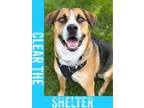 Adopt Eddie a Labrador Retriever, Beagle