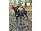 Adopt Miller a American Staffordshire Terrier