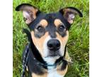 Adopt Guinny a Rottweiler, Australian Kelpie