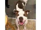 Adopt Terrance a American Staffordshire Terrier, Saint Bernard