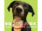 Adopt Squawkbox a Labrador Retriever