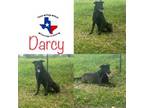 Adopt Darcy a Black Labrador Retriever
