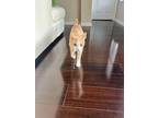 Adopt Ron Weasley a American Shorthair