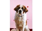 Adopt Cupid a Saint Bernard, Mixed Breed