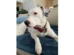 Adopt Cosmo a Dalmatian