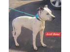 Adopt Axel Rose a Dalmatian, Mixed Breed