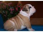 Business For Sale: Xmas English Bulldog Pups For Sale