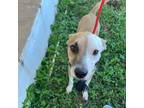 Adopt AERO - 50% off adoption fee a Jack Russell Terrier