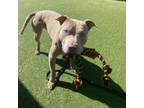 Adopt Lucky/ Dwight a Pit Bull Terrier