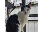 Adopt Gregory - Working Cat a Domestic Short Hair