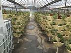 Business For Sale: Hydroponic Farm With Home And Property For Sale