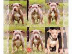 American Bully PUPPY FOR SALE ADN-743938 - XL AMERICAN BULLIES