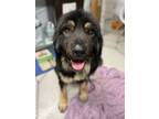 Adopt Rolo a Caucasian Sheepdog / Caucasian Ovtcharka, Anatolian Shepherd