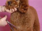 Business For Sale: Profitable Mobile Pet Grooming Service