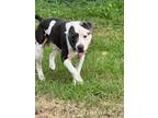 Adopt Bruno a American Staffordshire Terrier, Pit Bull Terrier