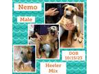 Adopt Nemo a Australian Cattle Dog / Blue Heeler