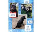 Adopt Rowdy a Labrador Retriever