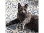 Adopt Gandolf the Grey a Domestic Short Hair