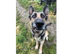 Adopt Davis a German Shepherd Dog