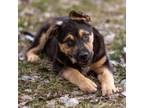 Adopt Wiggles a Shepherd