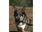 Adopt Monterey a Husky, German Shepherd Dog