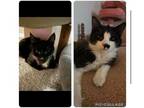 Adopt Chaplin and Stewart a American Shorthair